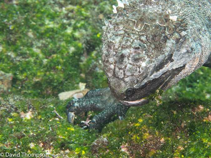 %_tempFileName2013-11-14_03_Fernandina_Island_Cape_Douglas-33%