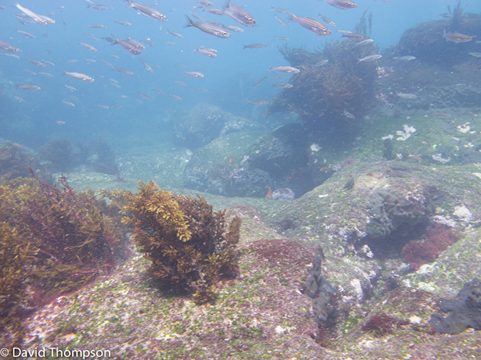 %_tempFileName2013-11-14_03_Fernandina_Island_Cape_Douglas-40%