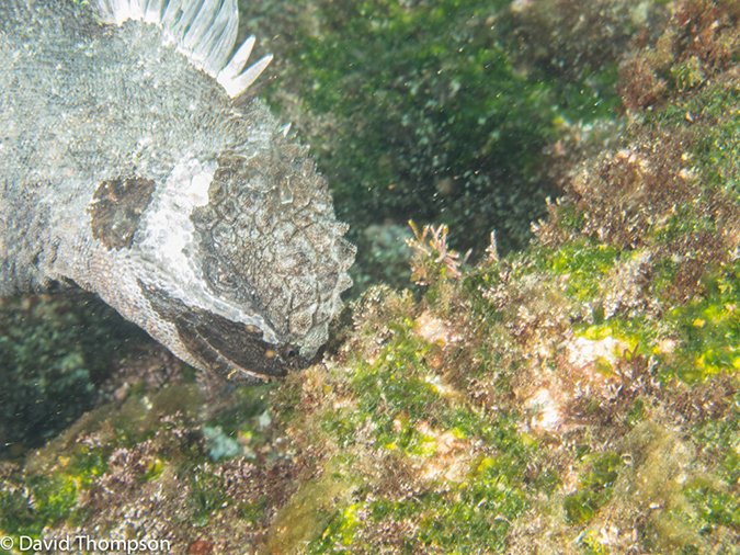 %_tempFileName2013-11-14_03_Fernandina_Island_Cape_Douglas-49%