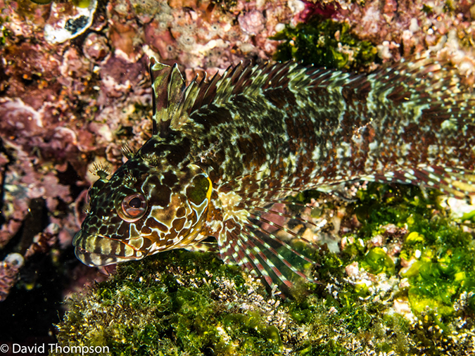 %_tempFileName2013-11-14_03_Fernandina_Island_Cape_Douglas-60%