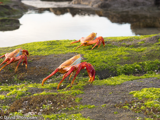 %_tempFileName2013-11-14_06_Baltra_Island-14%