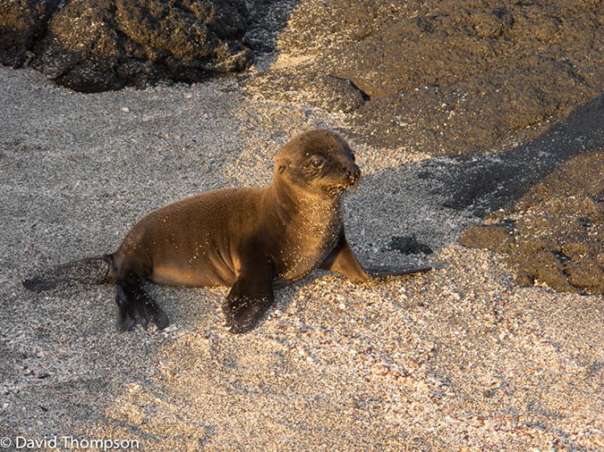 %_tempFileName2013-11-14_06_Baltra_Island-18%