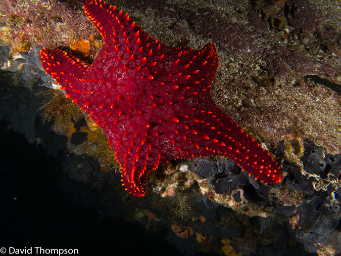 %_tempFileName2013-11-15_01_Santiago_Island_Cousins_Rock-18%