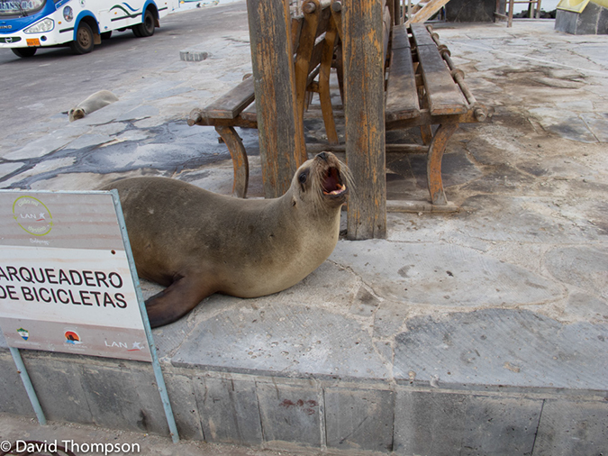 %_tempFileName2013-11-16_01_San_Cristobal_Island-18%