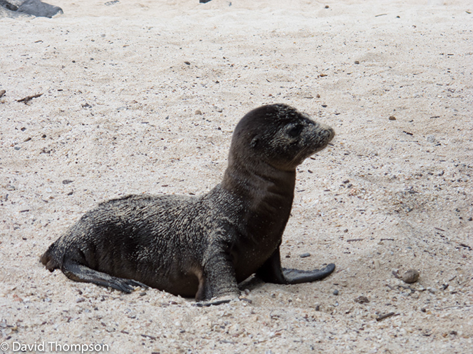 %_tempFileName2013-11-16_01_San_Cristobal_Island-26%