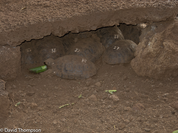 %_tempFileName2013-11-16_01_San_Cristobal_Island-7%