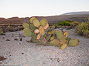 %_tempFileName2013-11-14_06_Baltra_Island-27%