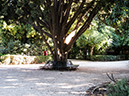 %_tempFileName2013-10-21_03_Greece_Athens_National_Gardens-3%