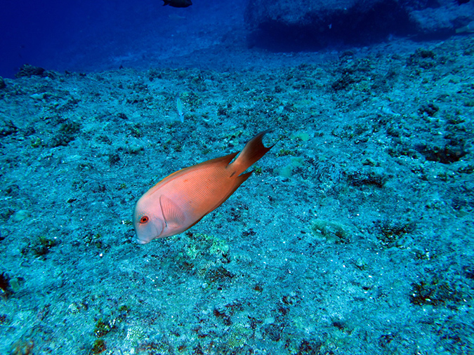 2011-10-06 Blue Hole Guam (20)