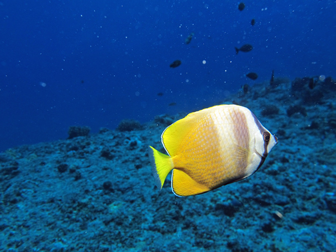 2011-10-06 Blue Hole Guam (17)