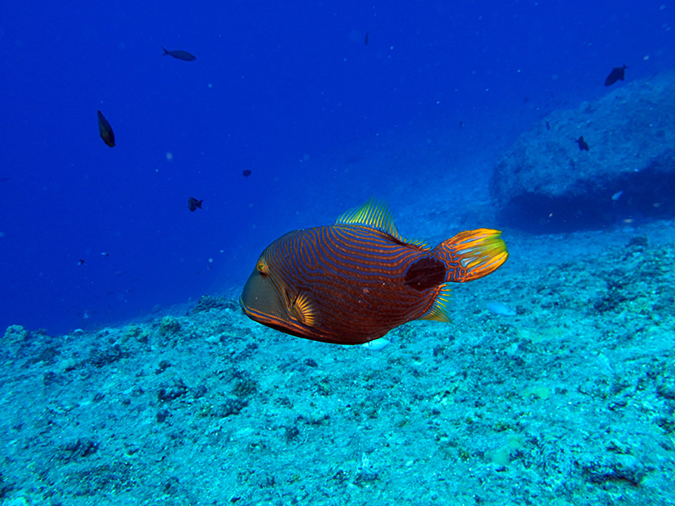 2011-10-06 Blue Hole Guam (19)