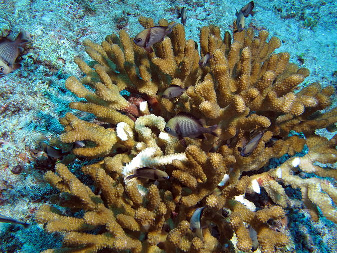 2011-10-06 Blue Hole Guam (15)