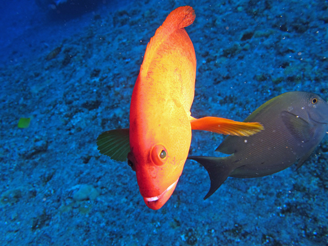 2011-10-06 Blue Hole Guam (18)