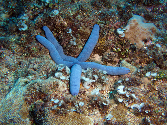 2011-10-07 - The Crevice Guam (1)
