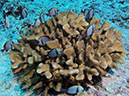 2011-10-06 Blue Hole Guam (28)