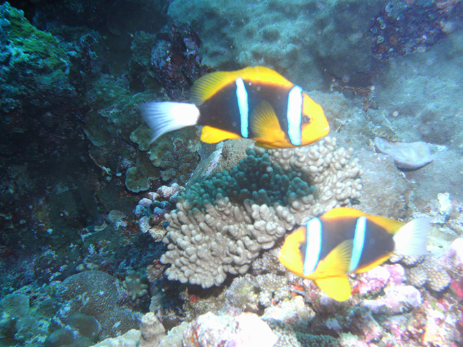 2011-10-12 - Turtle Cove (16)