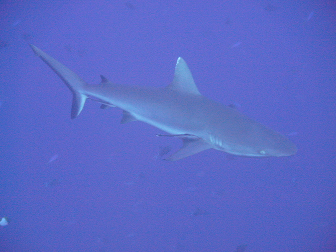 2011-10-14 - Blue Corner (5)