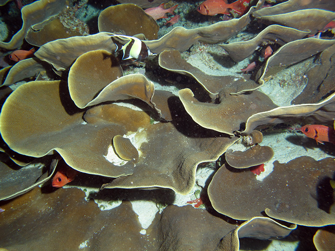 2011-10-14 - Ulong Channel (8)