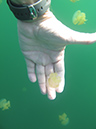 2011-10-15 - Jellyfish Lake (7)
