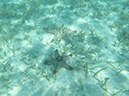 2011-10-17 - Carp Island snorkel (4)