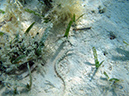 2011-10-17 - Carp Island snorkel (7)