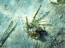 2011-10-17 - Carp Island snorkel (9)