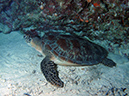 2011-10-12 - Turtle Cove (4)