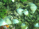 2011-10-15 - Jellyfish Lake (9)