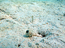 2011-10-17 - Carp Island snorkel (11)