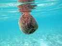 2011-10-17 - Carp Island snorkel (8)