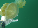 2011-10-15 - Jellyfish Lake (8)