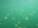 2011-10-15 - Jellyfish Lake (5)