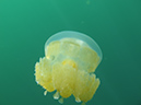 2011-10-15 - Jellyfish Lake (4)