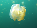 2011-10-15 - Jellyfish Lake (6)