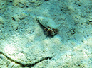 2011-10-17 - Carp Island snorkel (10)