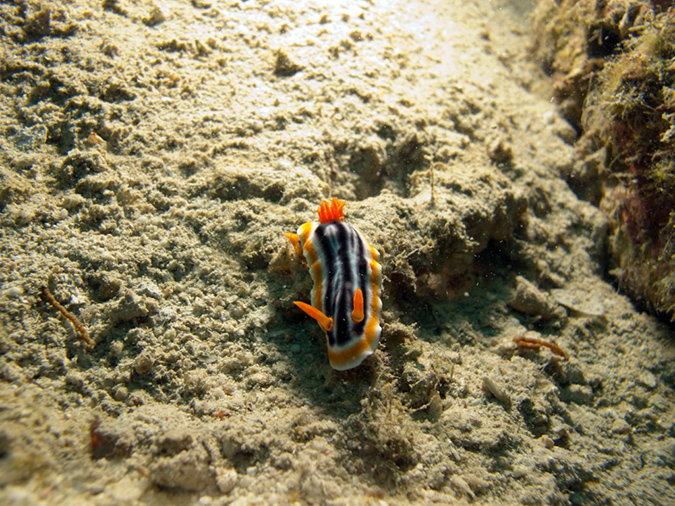 2011-10-23 - Lusong Reef off off Lusong Island Sangat Island (22)