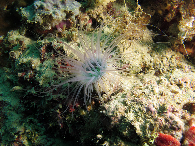 2011-10-23 - Lusong Reef off off Lusong Island Sangat Island (21)