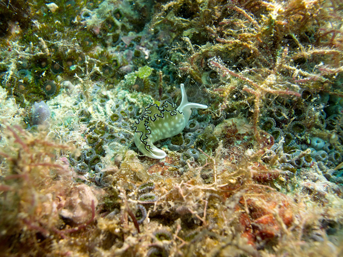 2011-10-21 - Lusong Gunboat Sangat Island (8)