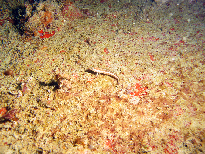 2011-10-24 - Akitsushima Wreck Sangat Island (16)