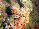2011-10-24 - Olympia Maru wreck Sangat Island (20)
