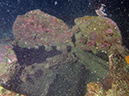 2011-10-24 - Akitsushima Wreck Sangat Island (15)