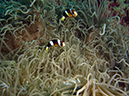 2011-10-22 - Coral Gardens off of Sangat Island (15)