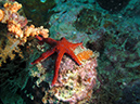 2011-10-22 - Coral Gardens off of Sangat Island (5)