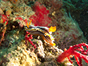 2011-10-22 - Coral Gardens off of Sangat Island (19)