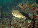 2011-10-20 - Dynamite Reef Culion Island (10)