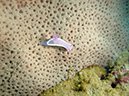2011-10-22 - Coral Gardens off of Sangat Island (17)