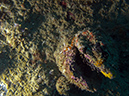 2011-10-20 - Olympia Maru Wreck Sangat Island (19)