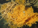 2011-10-24 - Akitsushima Wreck Sangat Island (9)