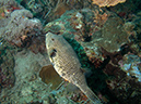 2011-10-20 - Dynamite Reef Culion Island (9)