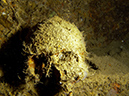 2011-10-24 - Akitsushima Wreck Sangat Island (3)